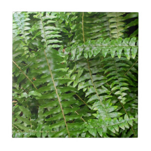 Fern Fronte I Green Nature