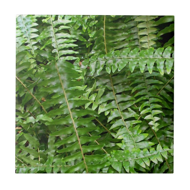 Fern Frontes I Green Nature (Frente)