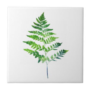 Fern Leaves