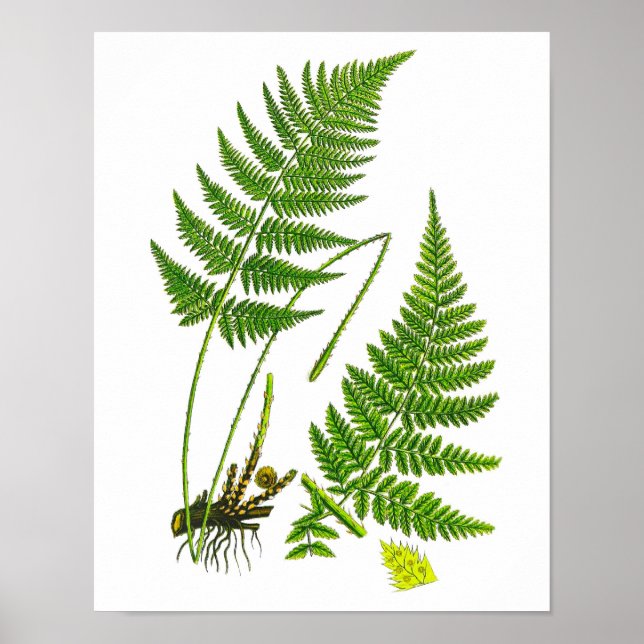 Fern nº 10 Home Decor Impressão (Frente)