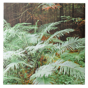 Fern Tropical Green Leaves Plant Woodland Foliage
