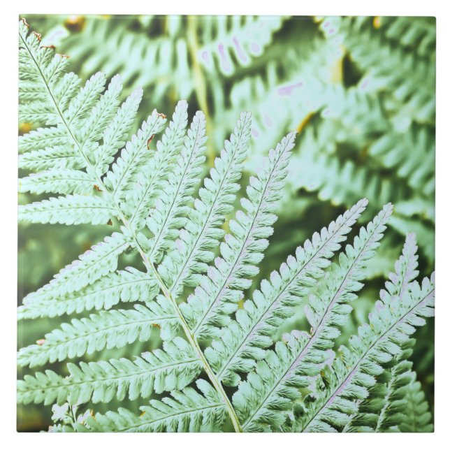 Fern Tropical Green Leaves Plant Woodland Foliage (Frente)