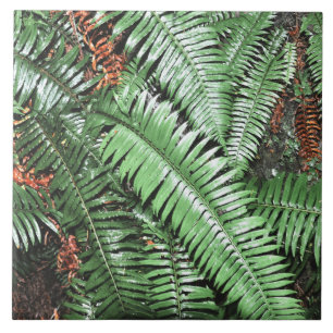 Fern Tropical Green Leaves Plant Woodland Foliage