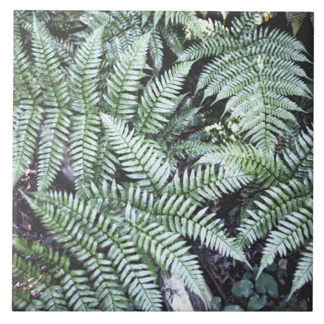 Fern Tropical Green Leaves Plant Woodland Foliage (Frente)