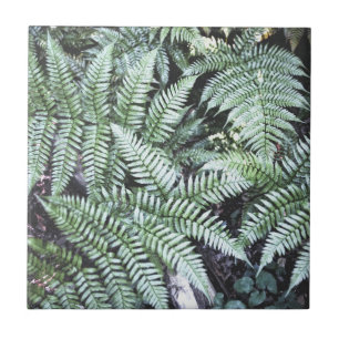 Fern Tropical Green Leaves Plant Woodland Foliage