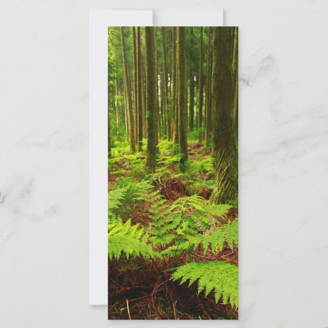 Ferns na floresta (Frente)