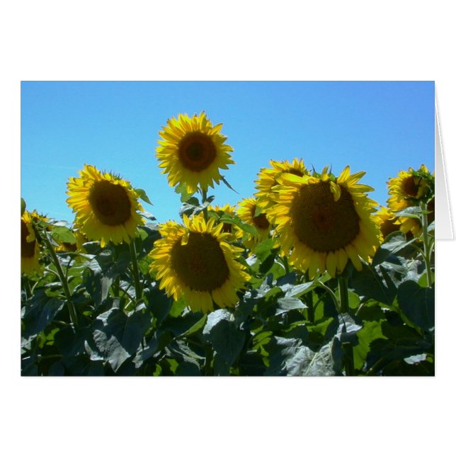 Festa de girassol — Cartão (Frente Horizontal)