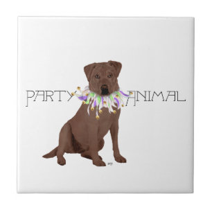 Festa do Labrador Retriever Chocolate