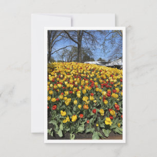Festival Bowral de Tulipas - Sydney NSW Austrália