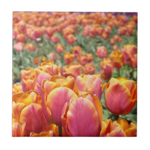 Festival de Flores de Tulipa Campo Arte de Azulejo