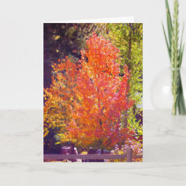 Festividades Adoro o Cartão de Queda