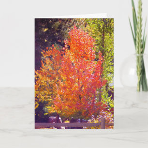 Festividades Adoro o Cartão de Queda