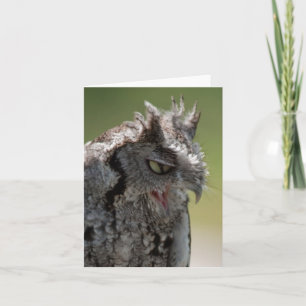 Festividades Aviso de um cartão de anotação Screech Owl