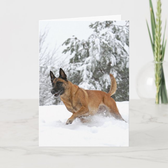 Festividades Belga Malinois no cartão de saudação da neve (Frente)