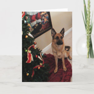 Festividades Belo cartão de Natal de German shepherd