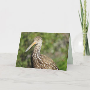 Festividades Belo Cartão de Saudação Limpkin