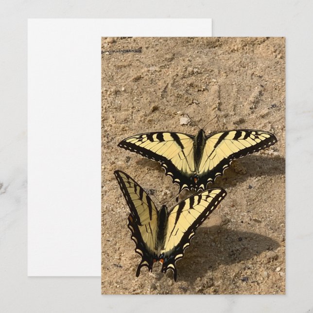 Festividades Borboletas no Cartão de Férias Plana de Praia (Frente/Verso)