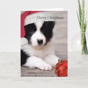 Festividades Border Collie - Feliz cartão de Natal