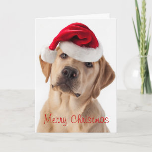 Festividades Cachorro Amarelo bonito com cartão de Natal Santa