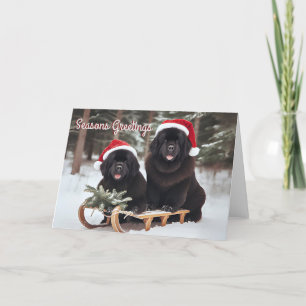 Festividades Cães de Terra Nova 5x7 em um Cartão de Natal Leve
