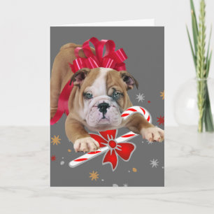 Festividades Cãozinho Buldogue com Cartão de Natal de arco verm