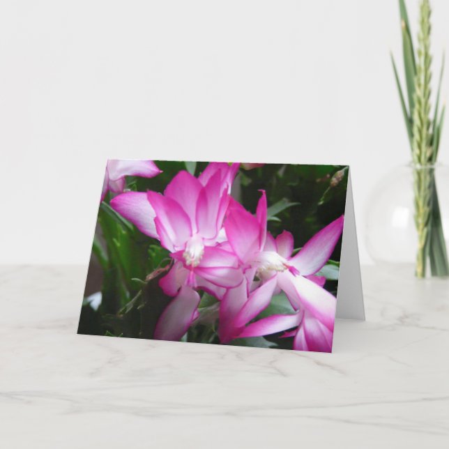 Festividades Cartão das Flores de Cactus de Natal (Frente)