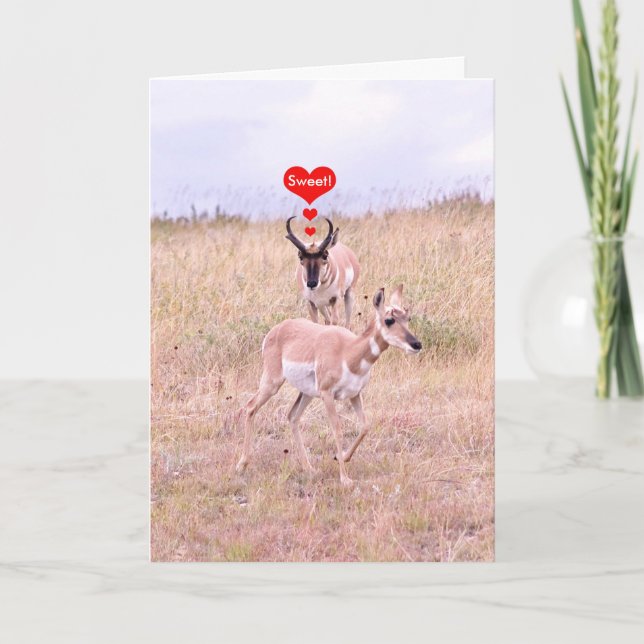 Festividades Cartão de Amor Antelope (Frente)