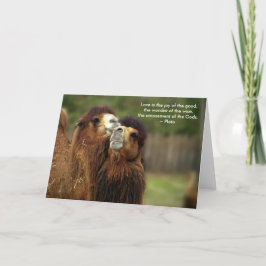 Festividades Cartão de Amor Camel - Citação Platão