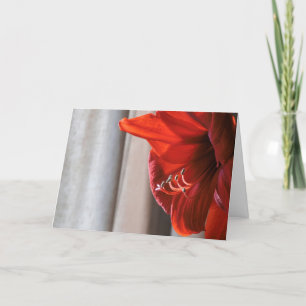Festividades Cartão de Ano Novo com Flor de Amarílis Red Lion