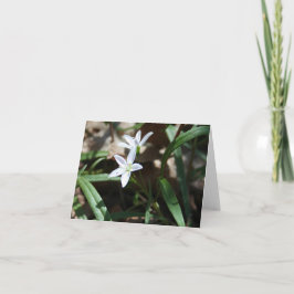 Festividades cartão de beleza primavera (Claytonia virginica)