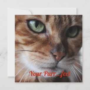 Festividades Cartão de Dia dos Namorados com Fotografia de Gato
