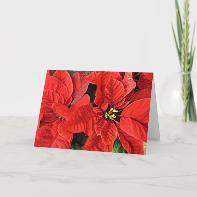 Festividades Cartão de Feriado de Natal de Red Poinsettias (Frente)