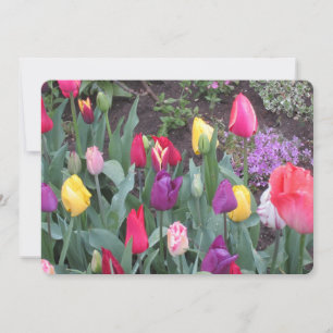 Festividades Cartão de Férias do Jardim de Tulipas