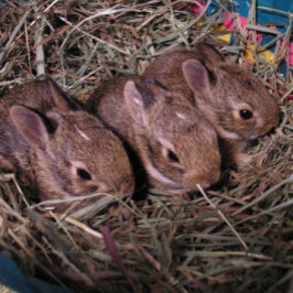 Festividades Cartão de Férias "Três em Fila"