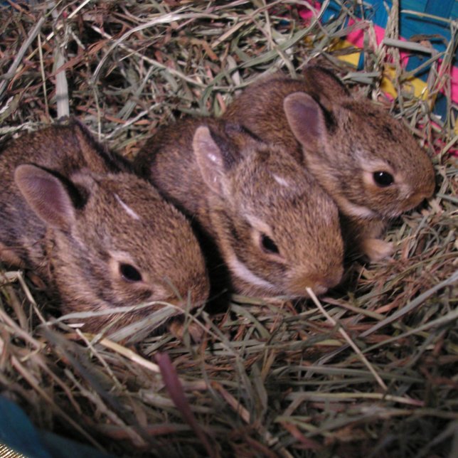 Festividades Cartão de Férias "Três em Fila" (Criador carregado)
