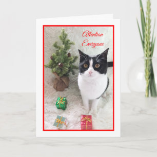 Festividades Cartão de Gato de Natal - Atenção a Todos