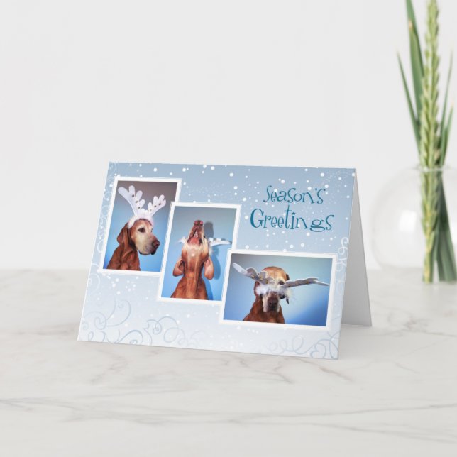 Festividades Cartão de Natal 011 de Vizsla do Hungarian (Frente)