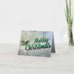 Festividades Cartão de Natal 25 poinsettia branca