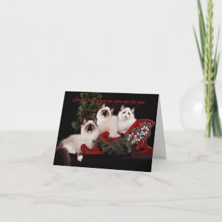 Festividades Cartão de Natal Adorável de Ragdoll Kitten