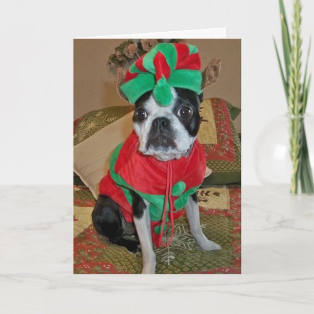 Festividades Cartão de Natal Boston Terrier Elf (Frente)
