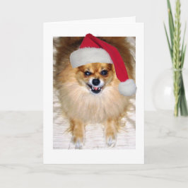 Festividades Cartão de Natal | Cão de Papais noeis Pomeranianos