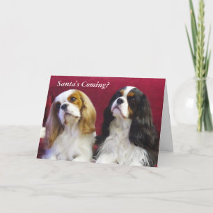 Festividades Cartão de Natal Cavalier King Charles Spaniels