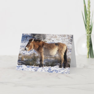 Festividades Cartão de Natal - cavalo 6 de Przewalski