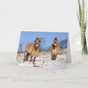Festividades Cartão de Natal - cavalo de Przewalski 2