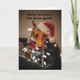 Festividades Cartão de Natal Cirneco dell'Etna