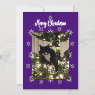 Festividades Cartão de Natal com gato de smoking na árvore.