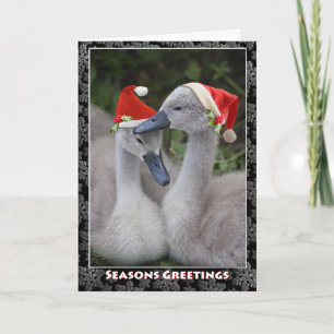 Festividades Cartão de Natal Cygnet
