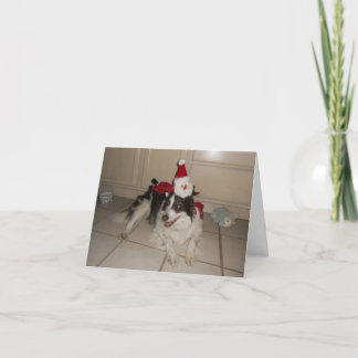 Festividades Cartão de Natal da Border Collie