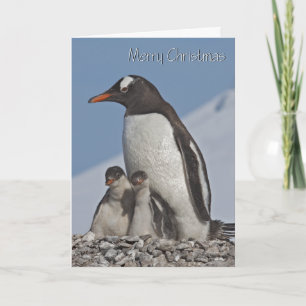 Festividades Cartão de Natal da Família Gentoo