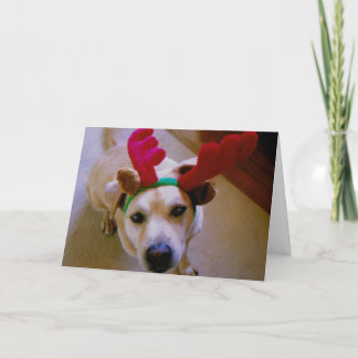 Festividades Cartão de Natal de Cato: Cauda de Assalto